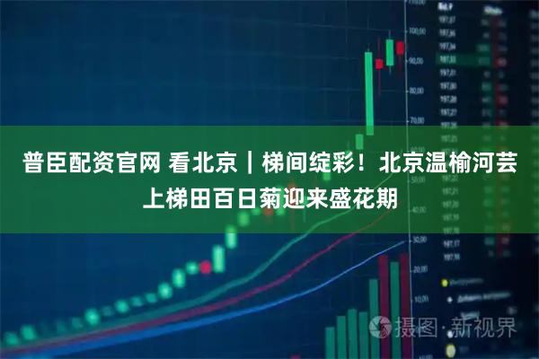 普臣配资官网 看北京｜梯间绽彩！北京温榆河芸上梯田百日菊迎来盛花期